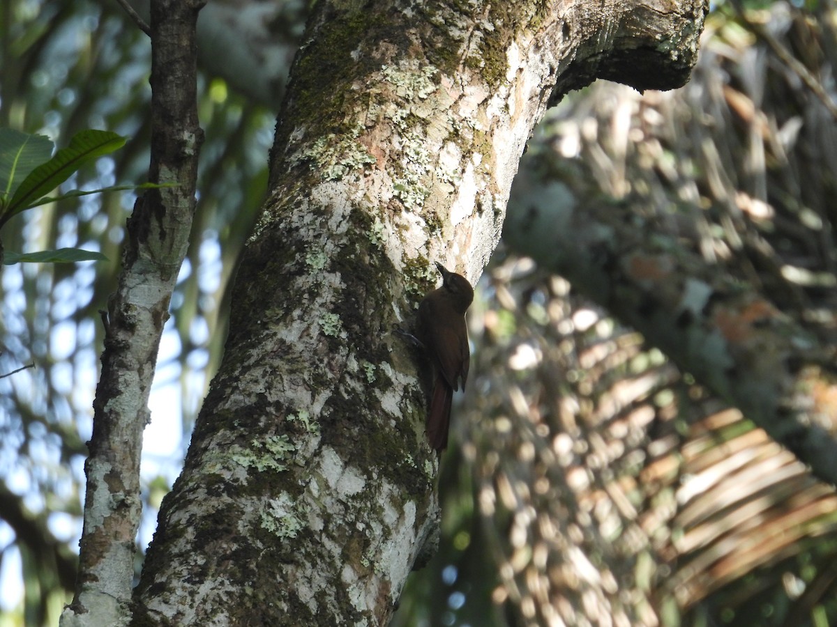Plain-brown Woodcreeper - ML646950977