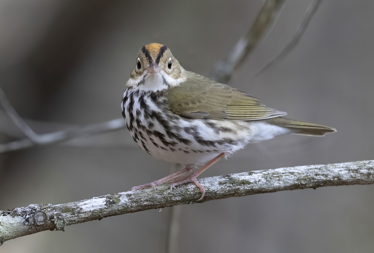 Ovenbird - ML646950978