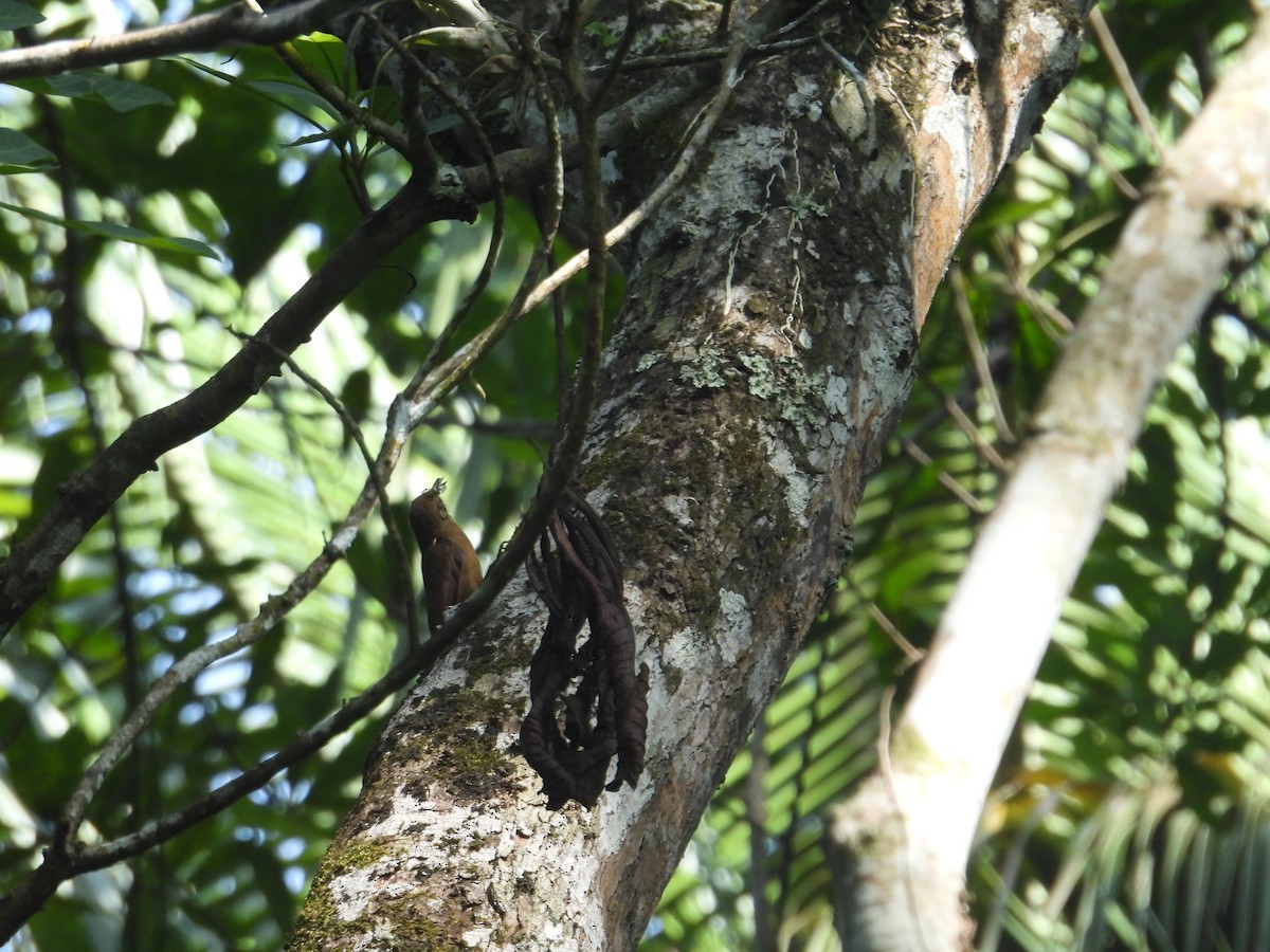 Plain-brown Woodcreeper - ML646950979