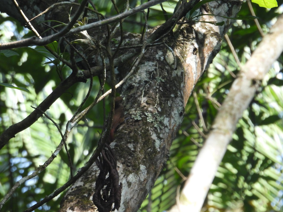 Plain-brown Woodcreeper - ML646950980