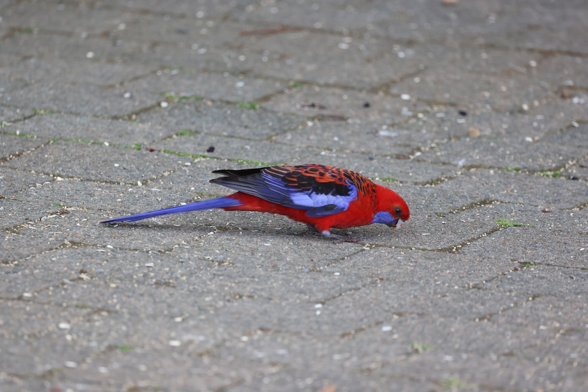 Crimson Rosella - ML646950981