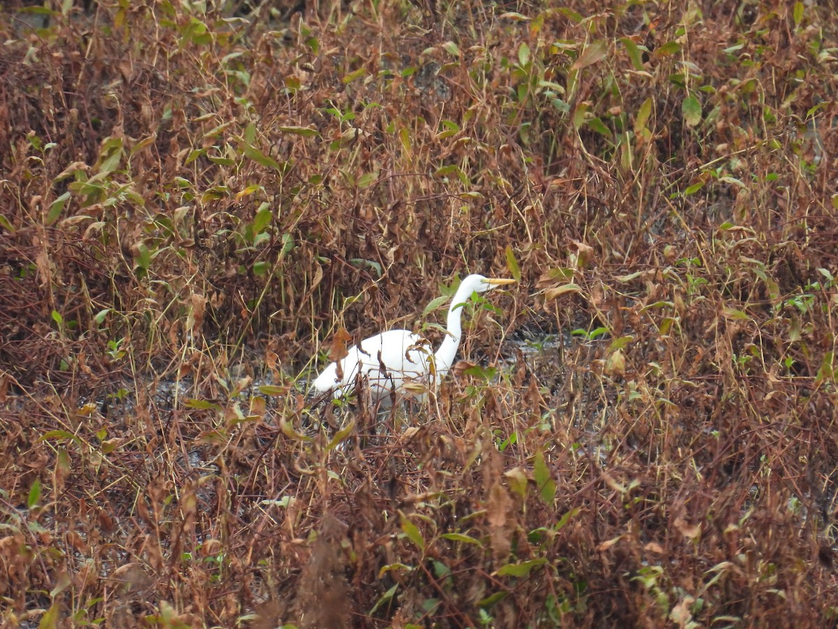 大白鷺 - ML646950982