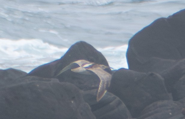 Sürmeli Kervançulluğu - ML646950983