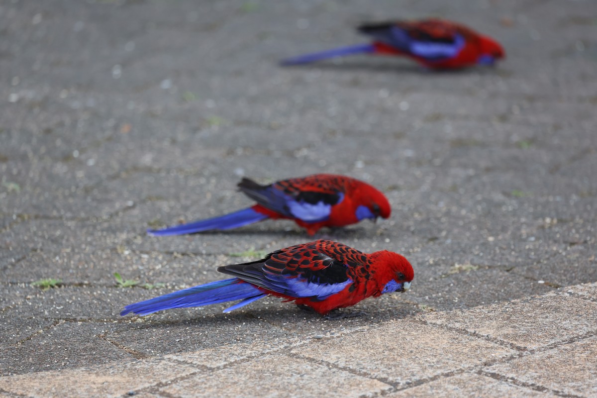 Crimson Rosella - ML646950984