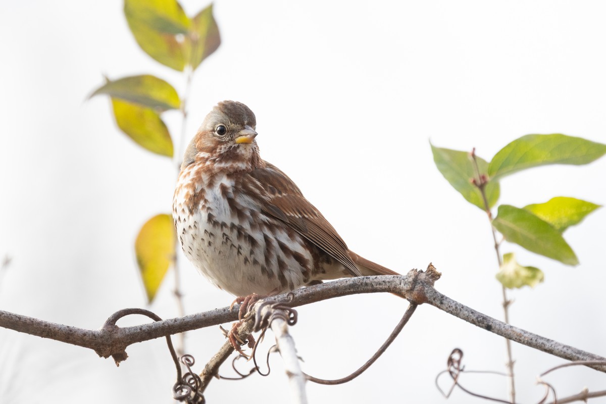 Fox Sparrow (Red) - ML646950985