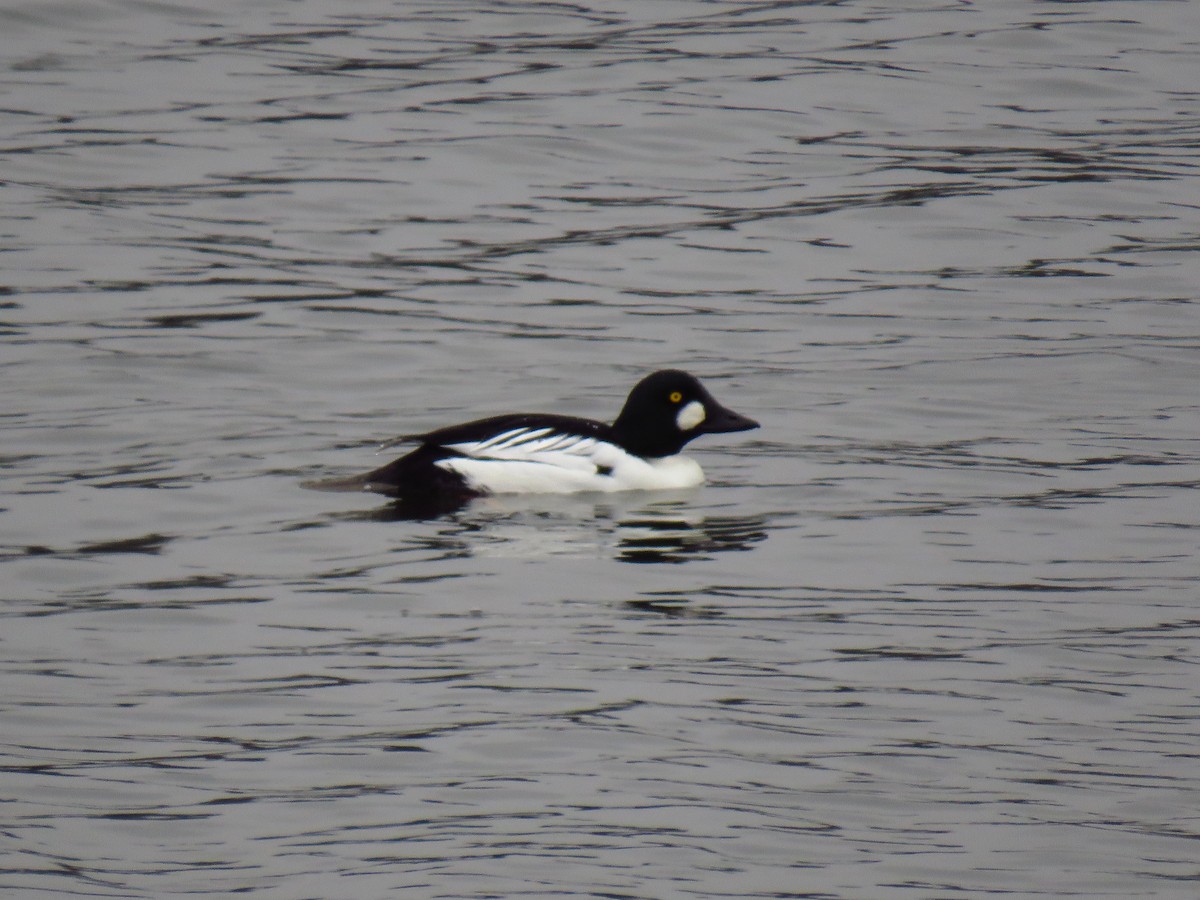 鵲鴨 - ML646950986