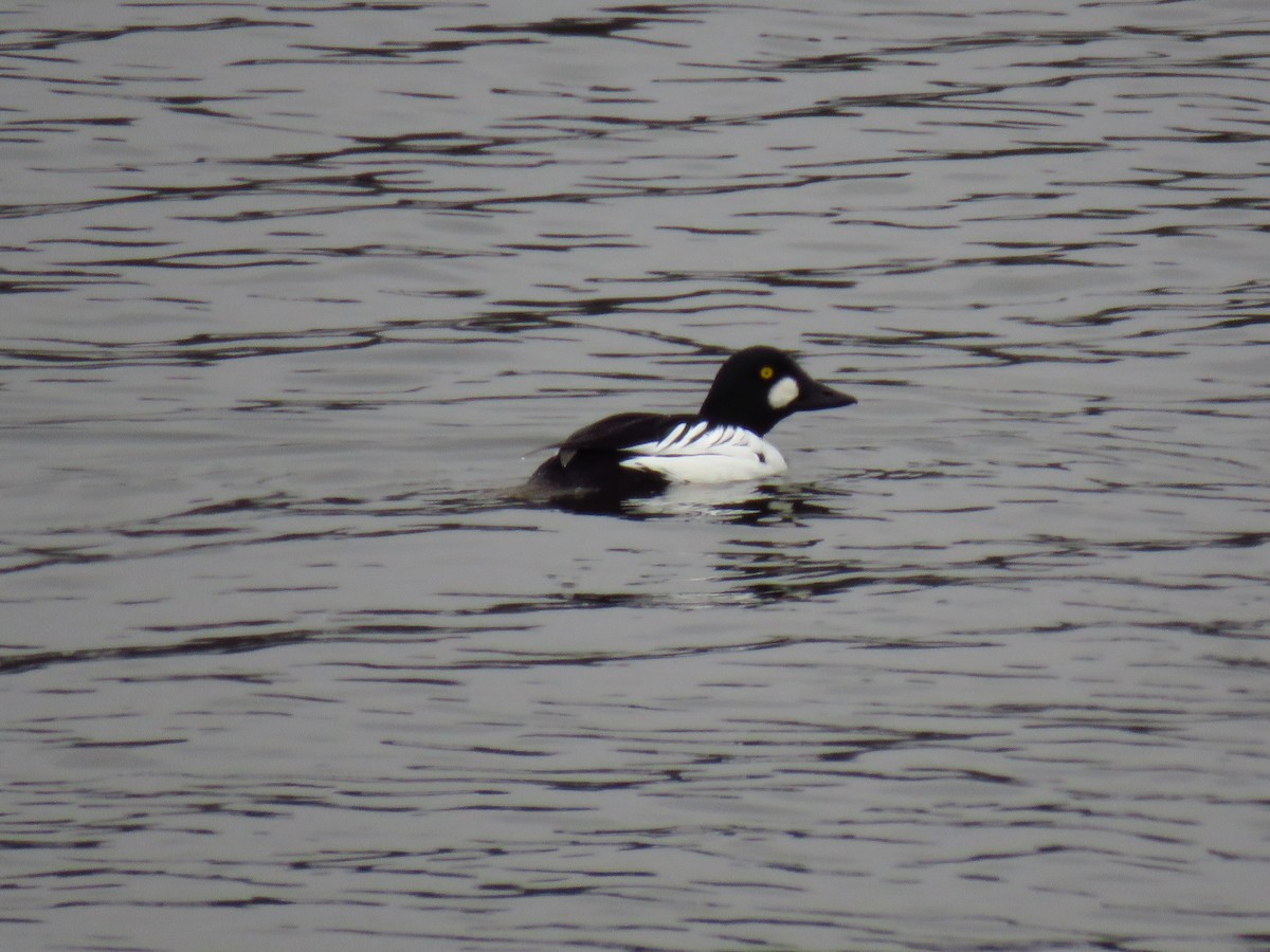 鵲鴨 - ML646950987