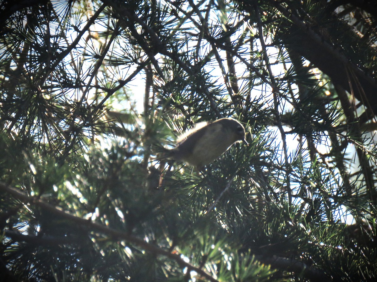 Hutton's Vireo - ML646950990