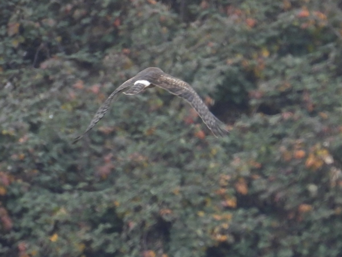 Northern Harrier - ML646950991