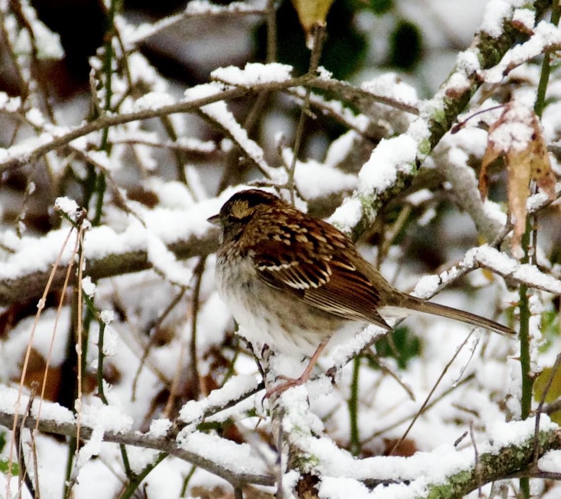 White-throated Sparrow - ML646950992