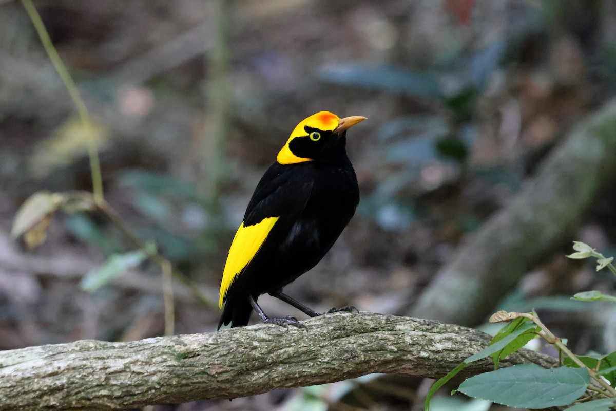 Regent Bowerbird - ML646950993