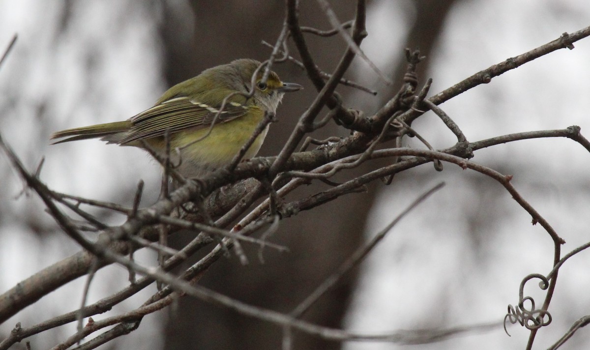 White-eyed Vireo - ML646950994