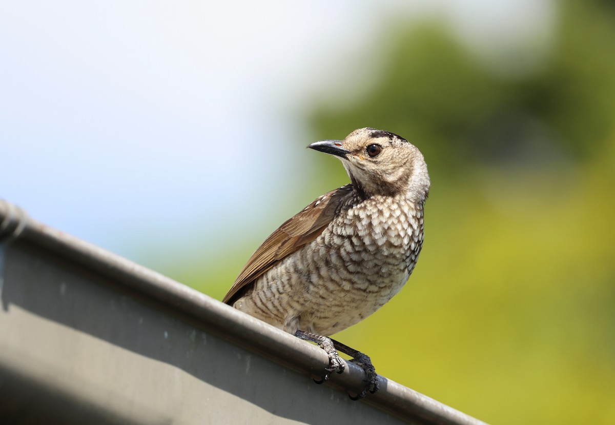 Regent Bowerbird - ML646950995
