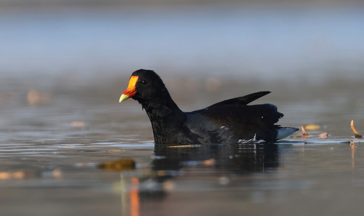Common Gallinule - ML646950996
