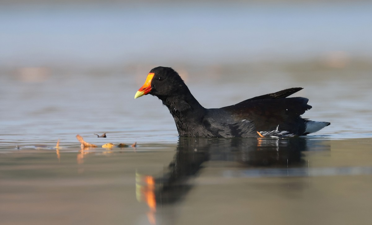 Common Gallinule - ML646950997