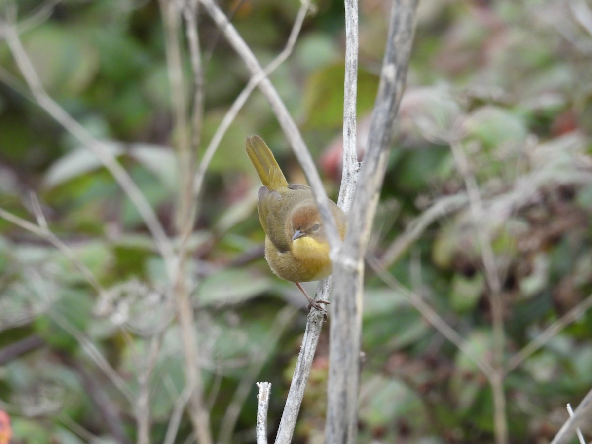 Common Yellowthroat - ML646950999
