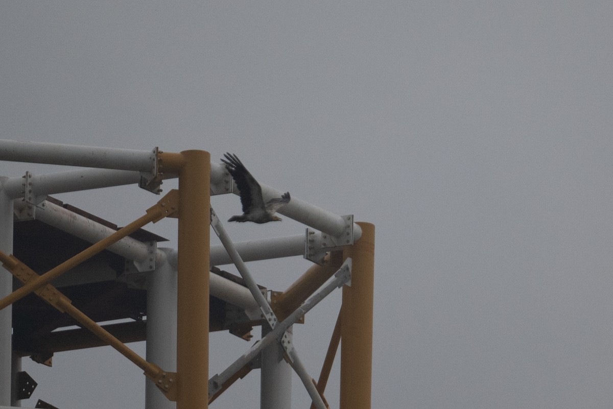 Egyptian Vulture - ML646951000