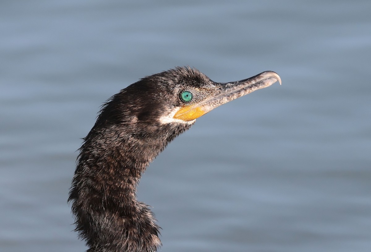 Neotropic Cormorant - ML646951002