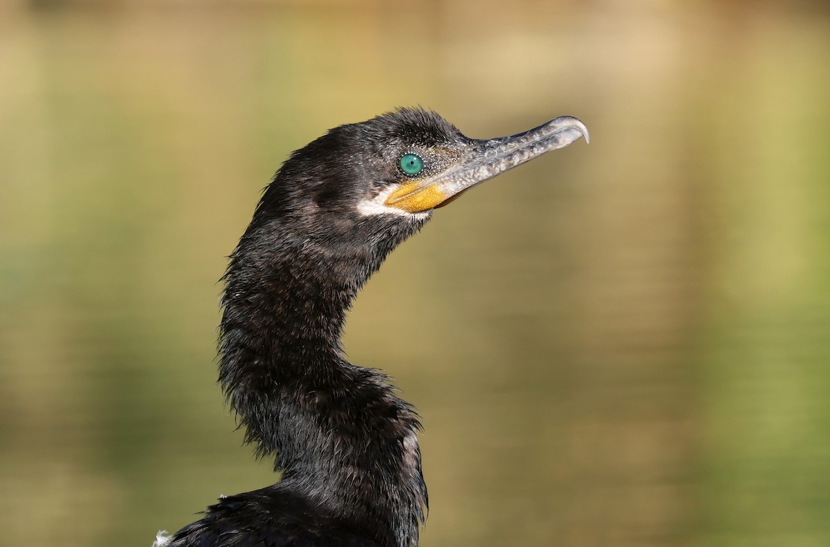 Neotropic Cormorant - ML646951003