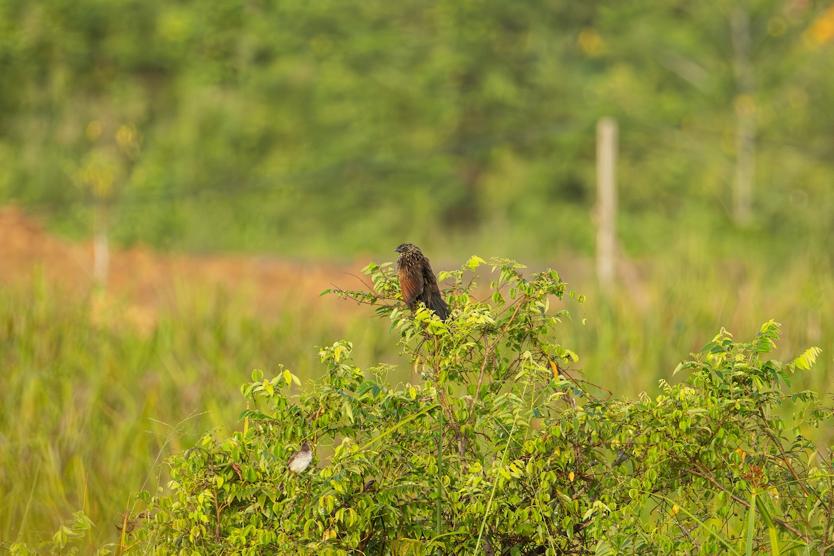 番鵑 - ML646951004