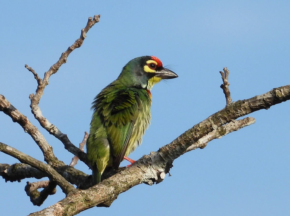 Coppersmith Barbet - ML646951006