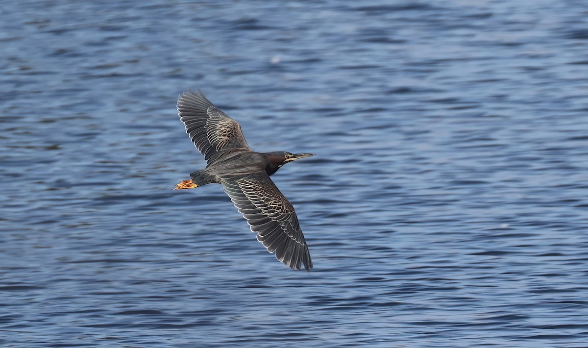 Green Heron - ML646951011