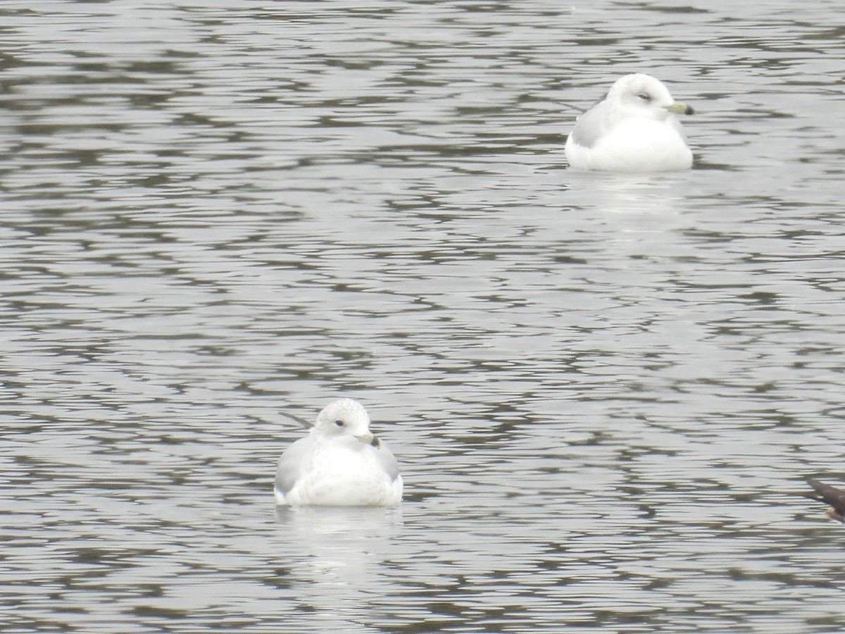 ringnebbmåke - ML646951013