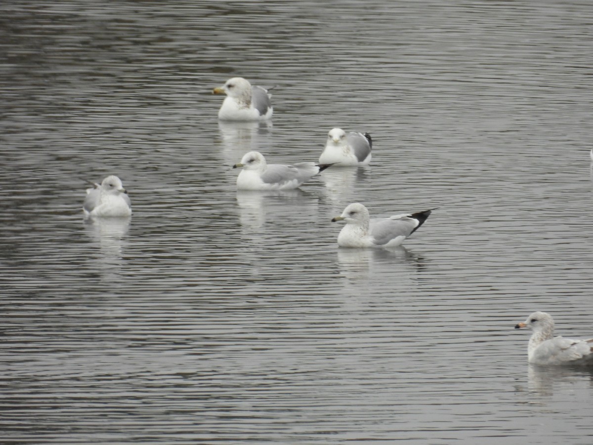 ringnebbmåke - ML646951014