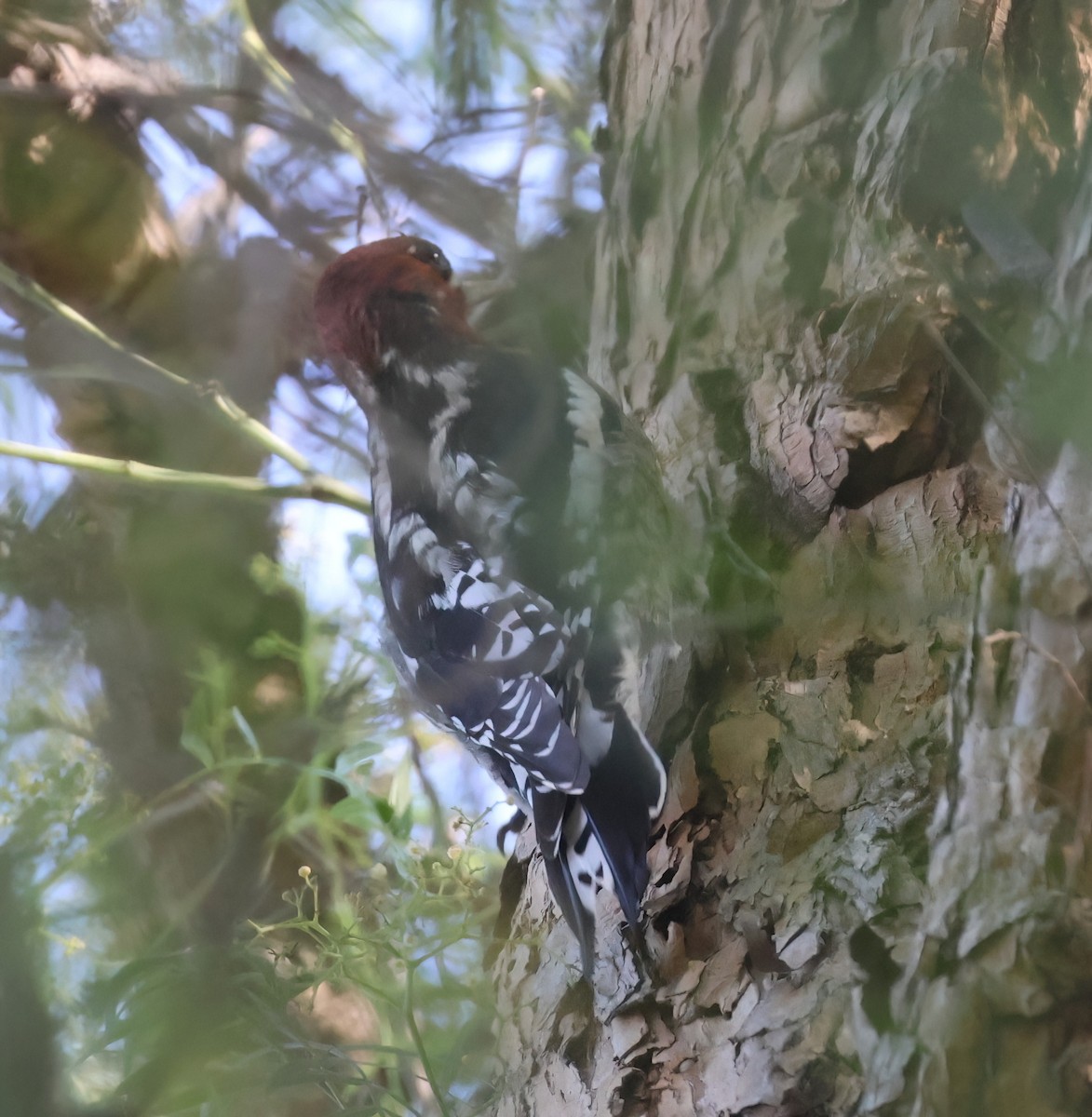 sapsucker sp. - ML646951017