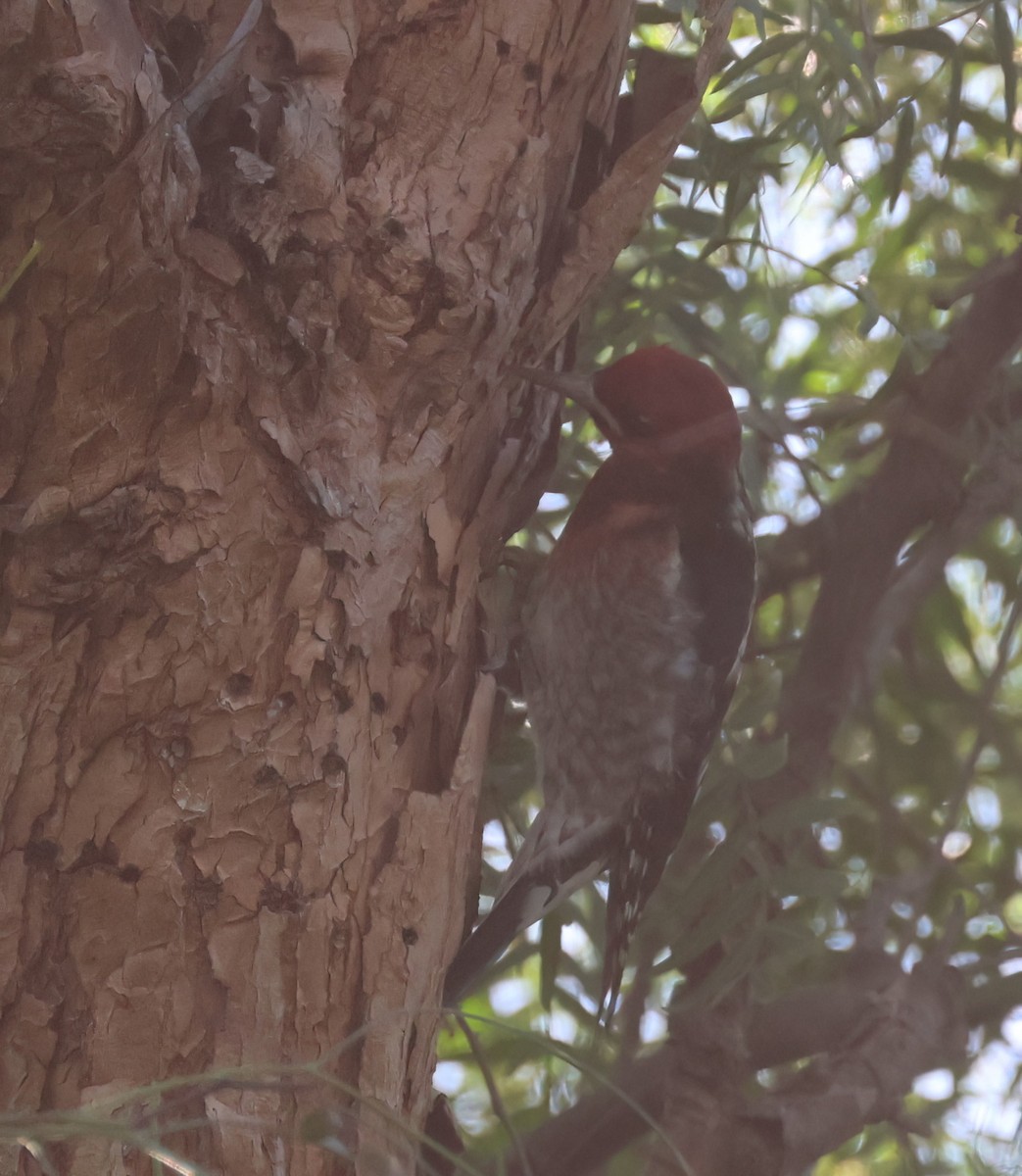 sapsucker sp. - ML646951018