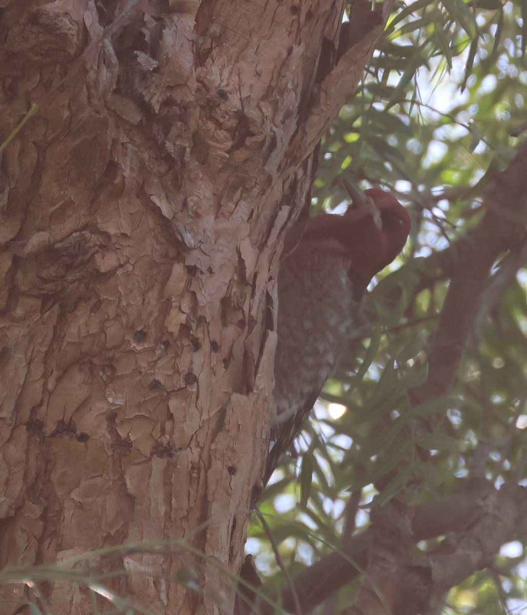 sapsucker sp. - ML646951019