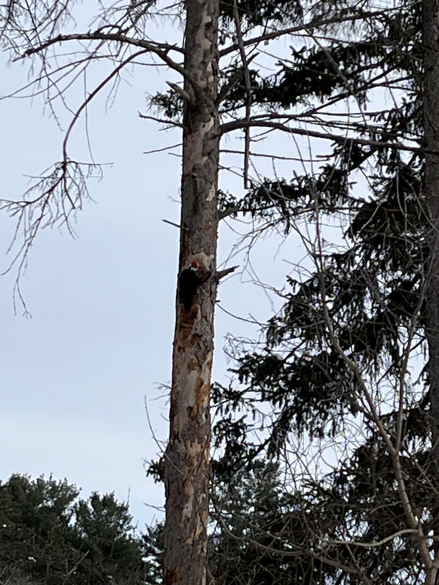 Pileated Woodpecker - ML646951029