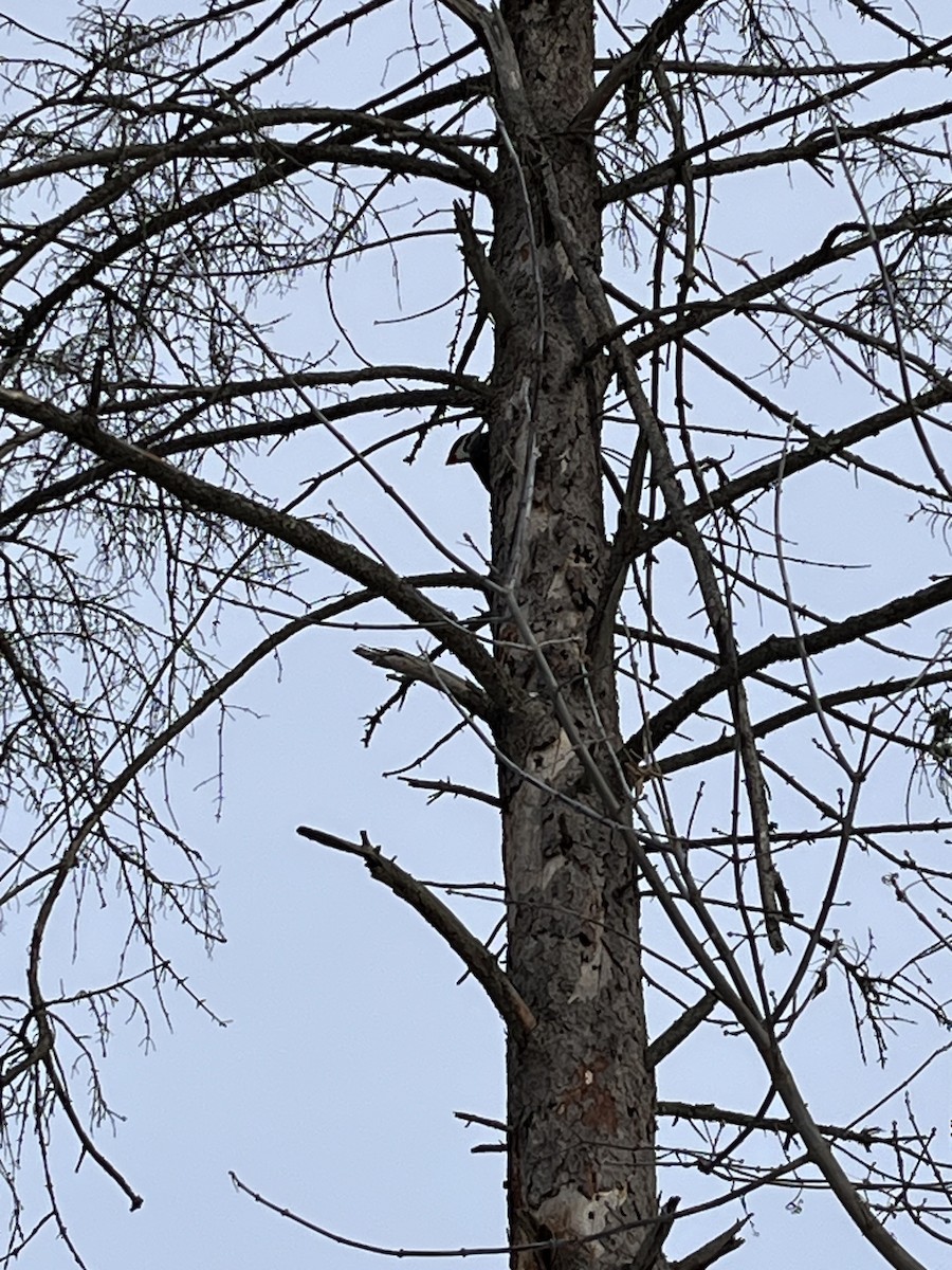 Pileated Woodpecker - ML646951030