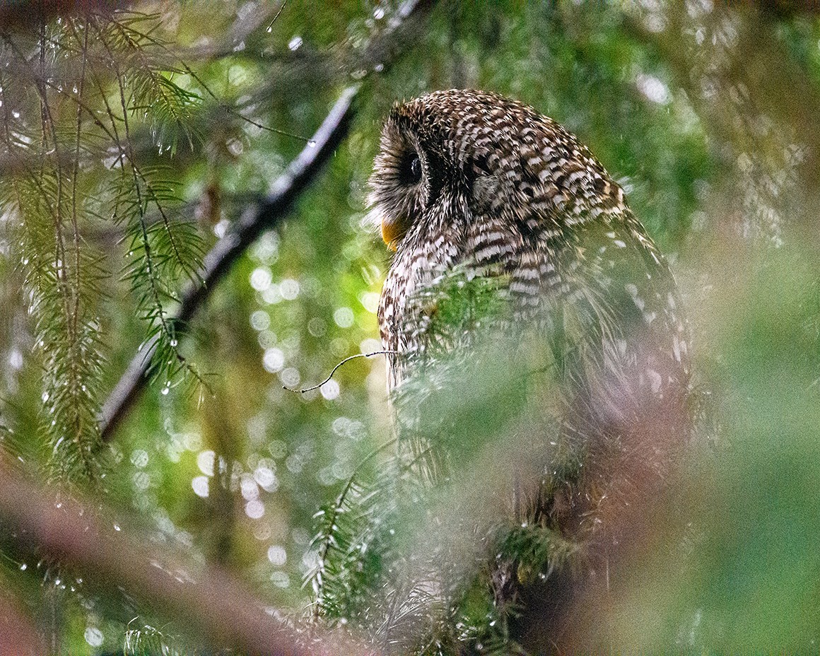 Barred Owl - ML646951031