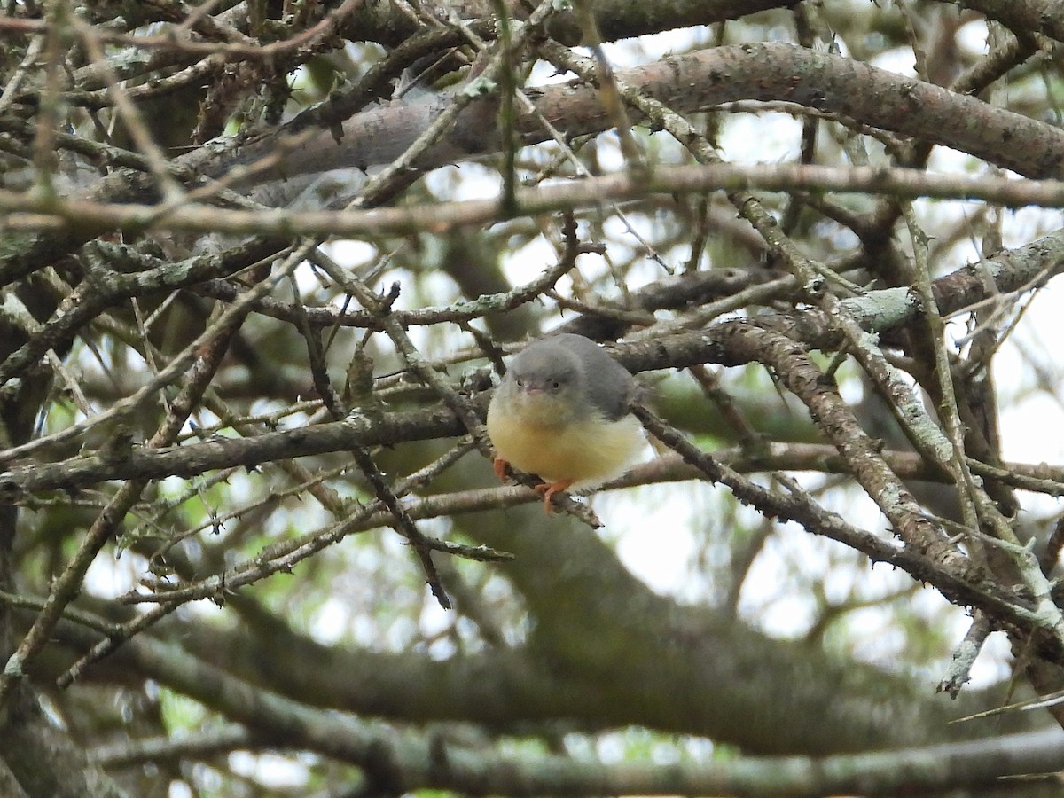 Жовтобрюшка акацієва - ML646951032