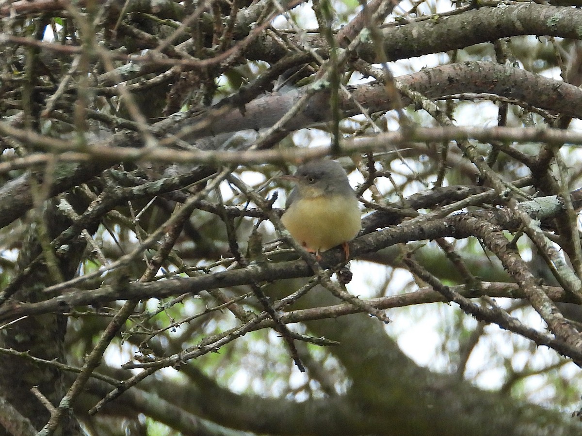 Жовтобрюшка акацієва - ML646951033