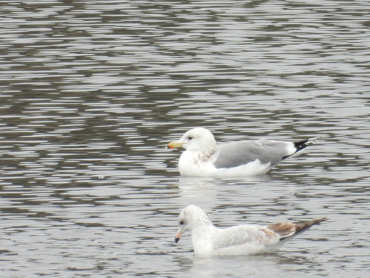 præriegråmåke - ML646951035