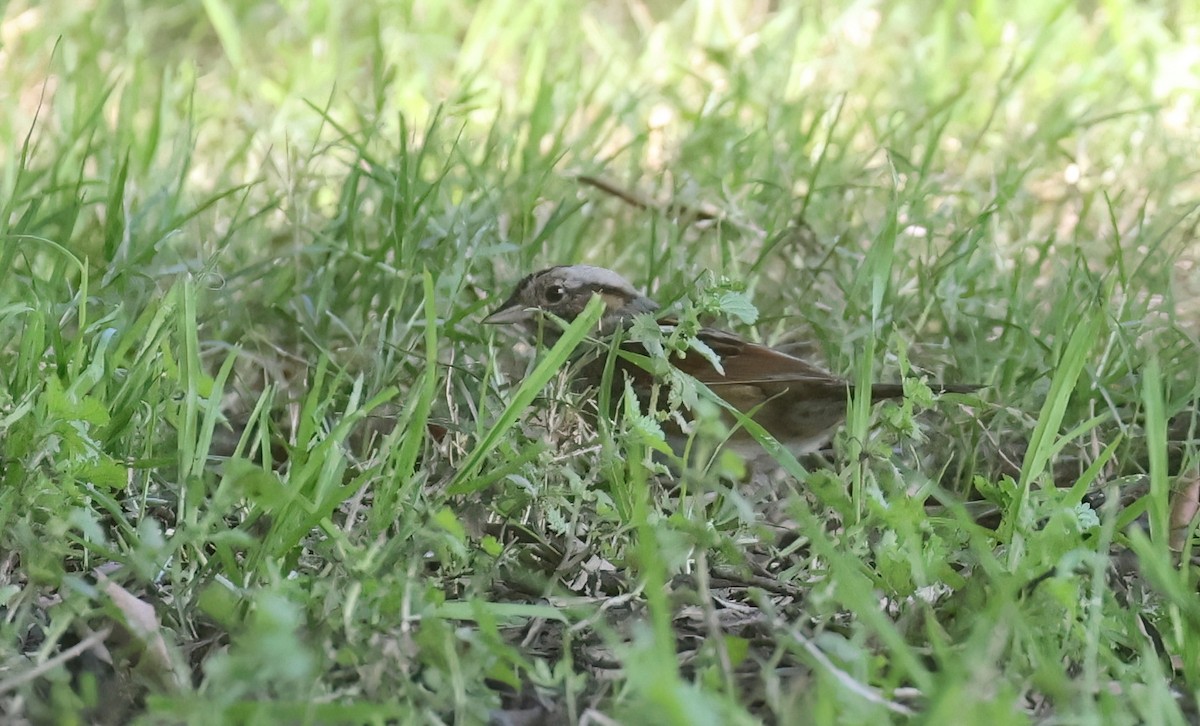 Swamp Sparrow - ML646951038