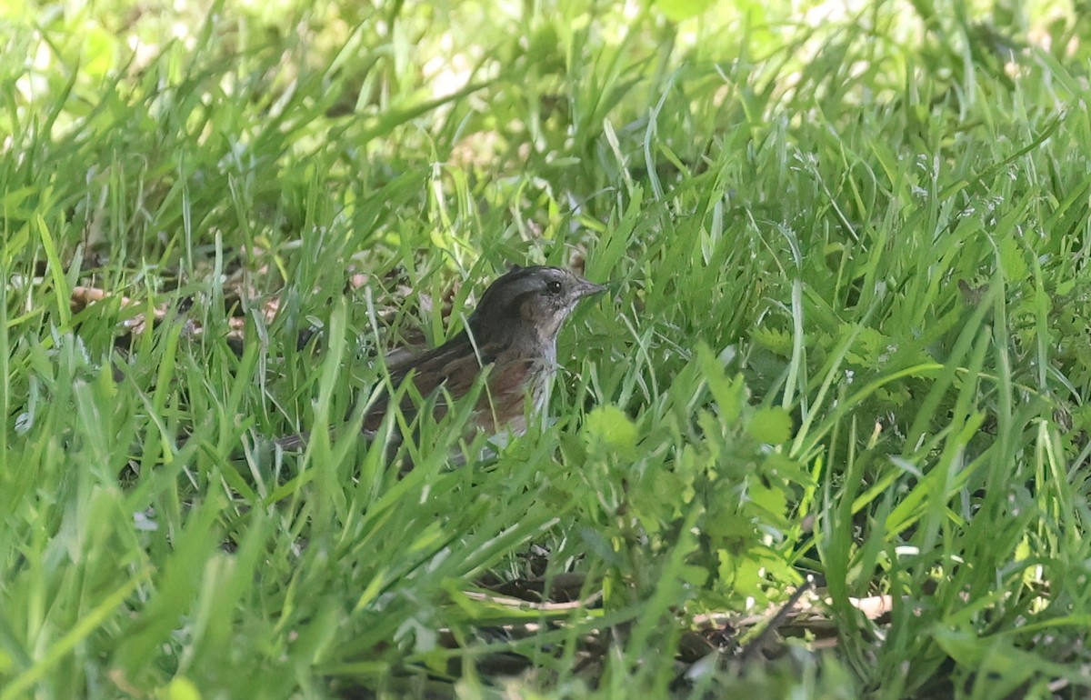 Swamp Sparrow - ML646951039