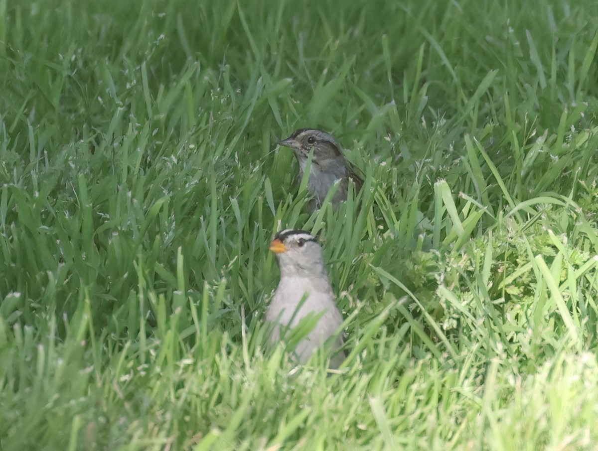 Swamp Sparrow - ML646951040
