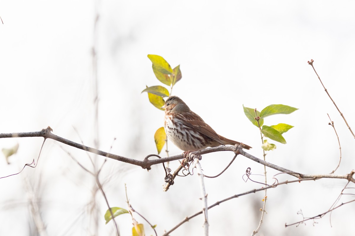 Fox Sparrow (Red) - ML646951041