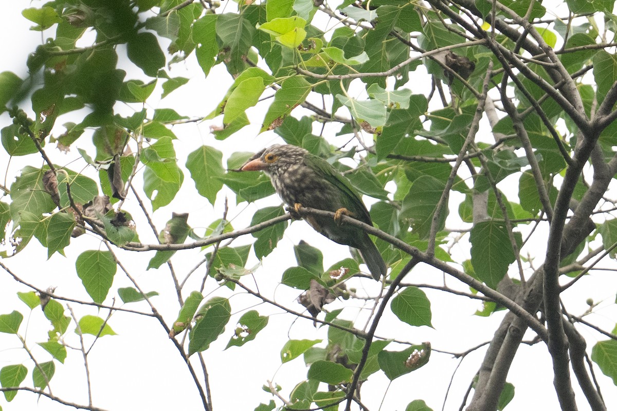 Lineated Barbet - ML646951042