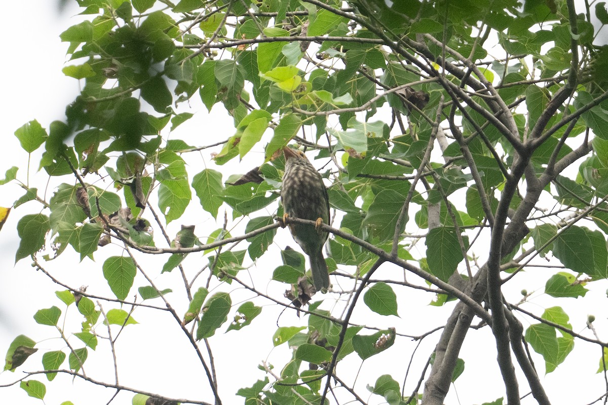 Lineated Barbet - ML646951044