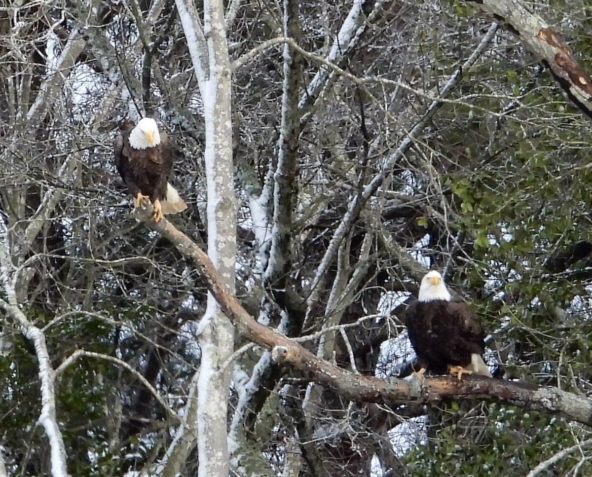 hvithodehavørn - ML646951049