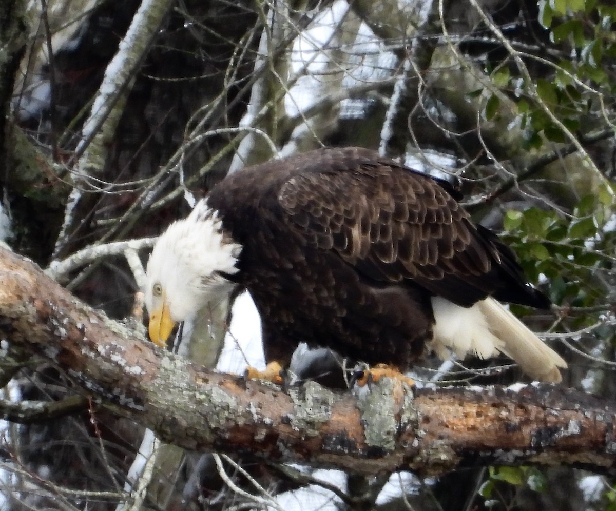 hvithodehavørn - ML646951050