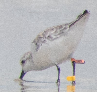 Ak Kumkuşu - ML646951051