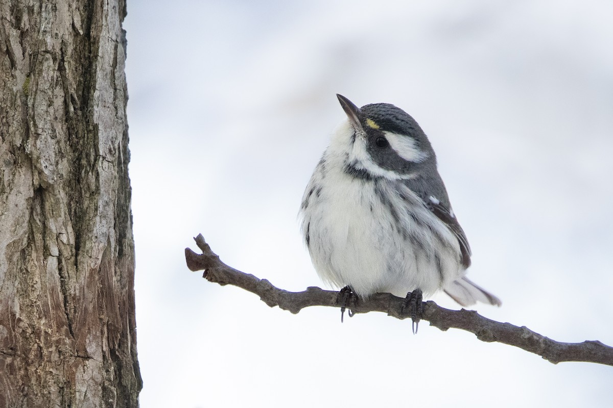 Kara Şeritli Ötleğen - ML646951052