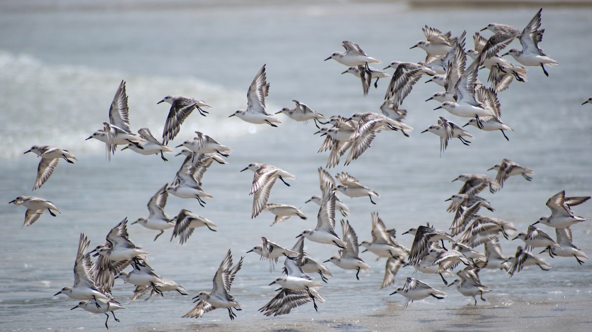 Ak Kumkuşu - ML646951053