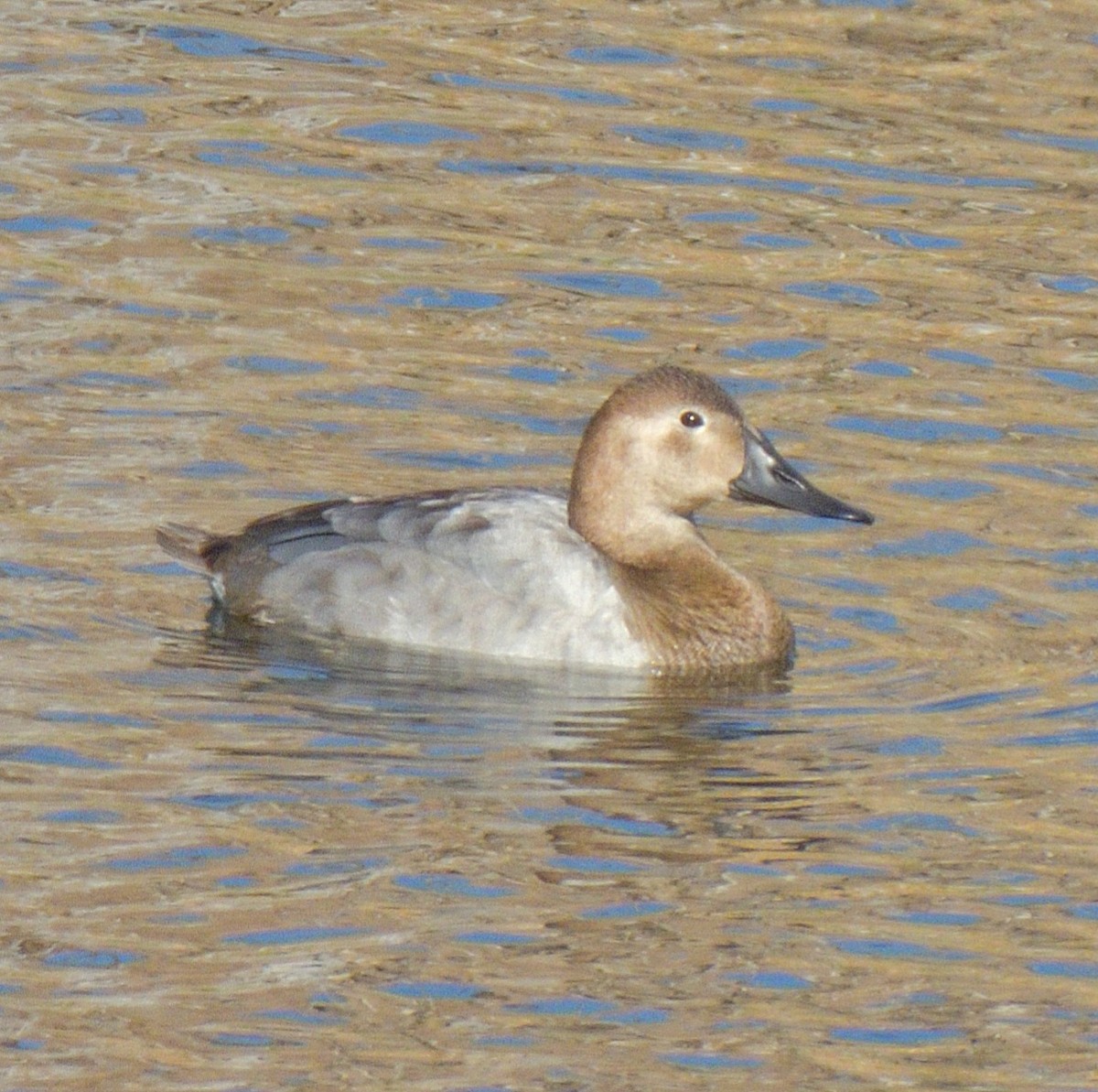 Canvasback - ML646951055