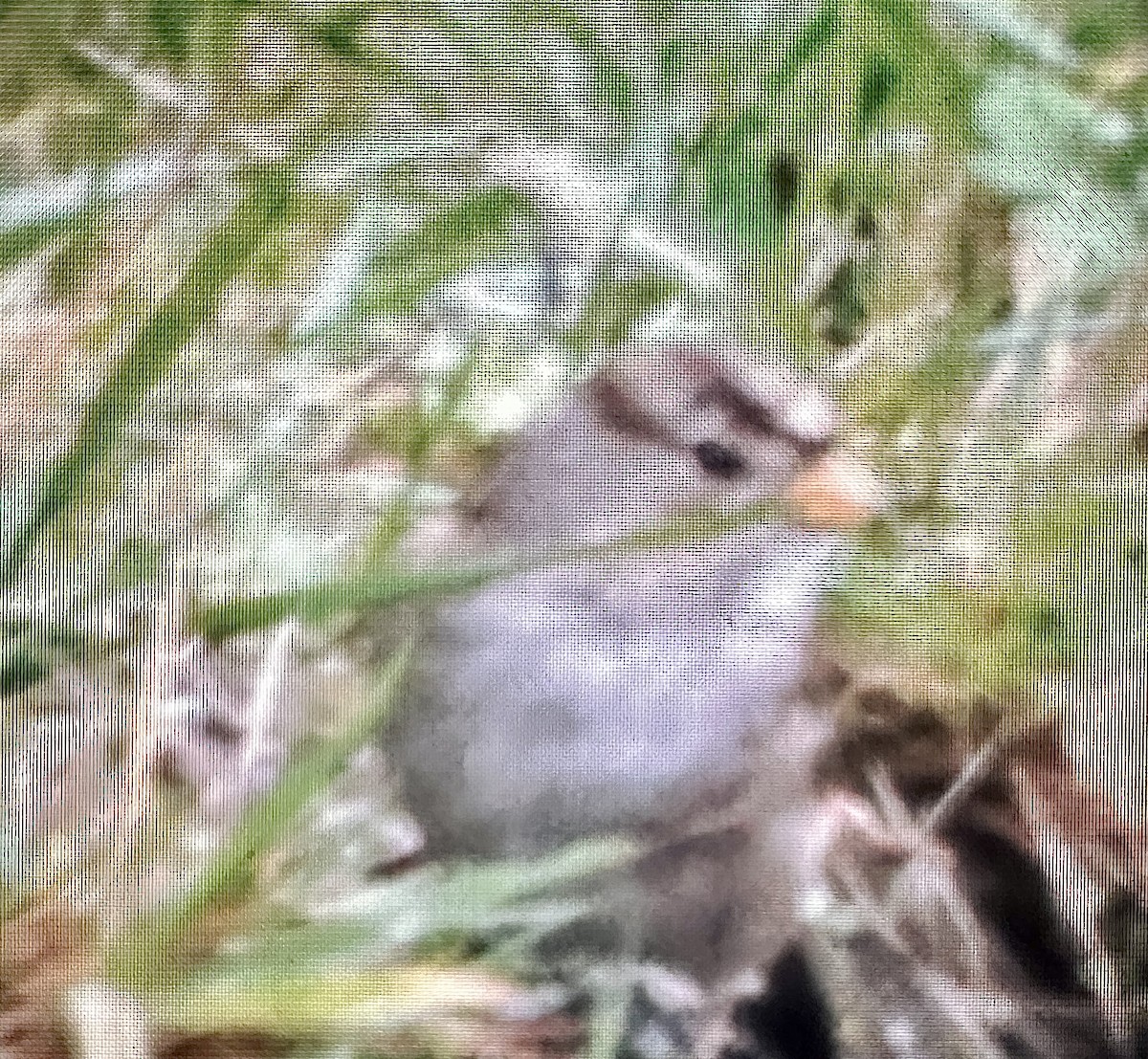 strnadec bělopásý - ML646951057